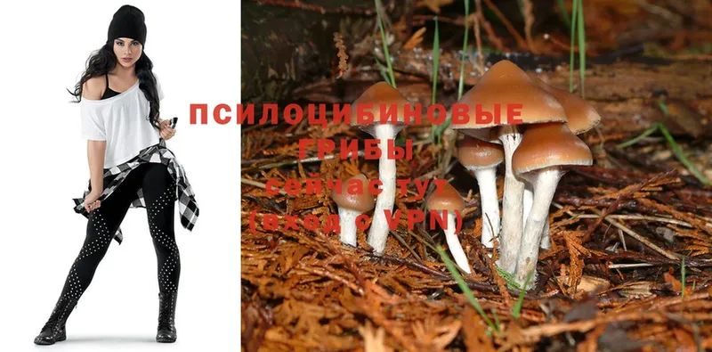 shop телеграм  Зуевка  Галлюциногенные грибы Magic Shrooms 